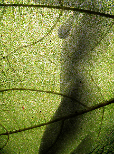 Green Leaf Nude By Michael Williams Color Photograph Artful Home