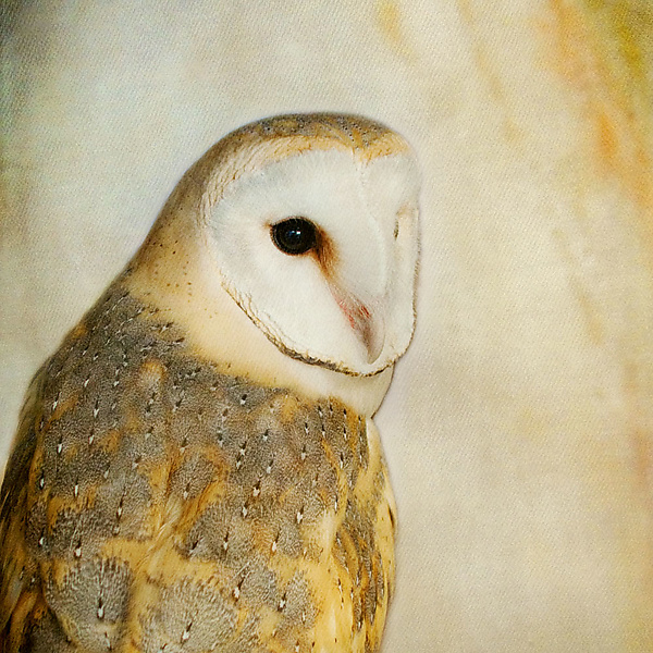 Song Of A Barn Owl Ii By Yuko Ishii Color Photograph Artful Home