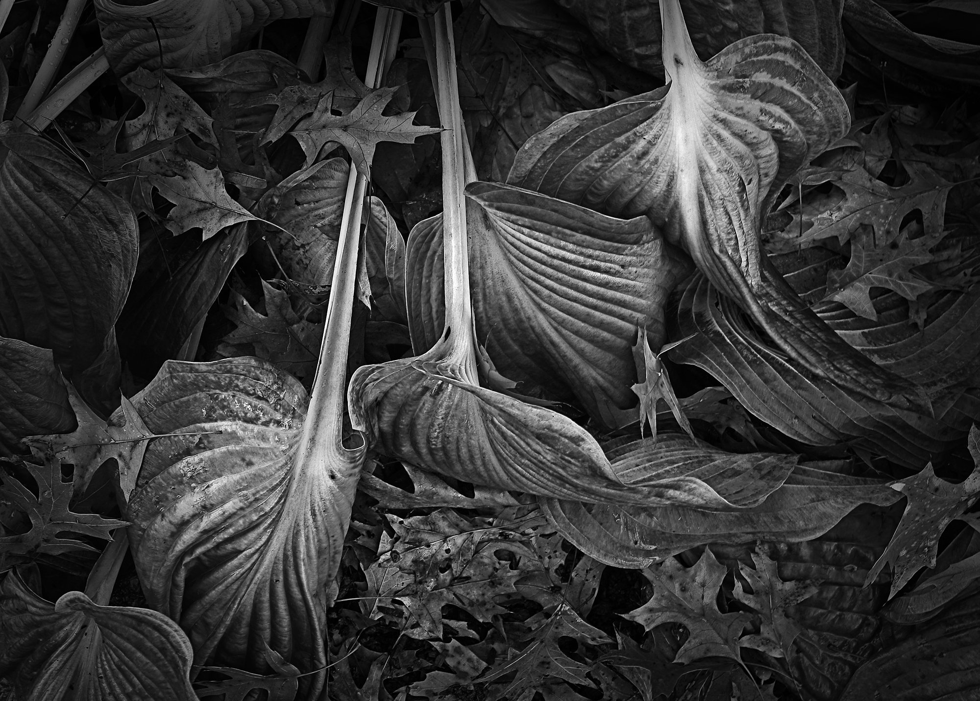 Wilted Hosta and Oak Leaves by Russ Martin (Black & White Photograph ...