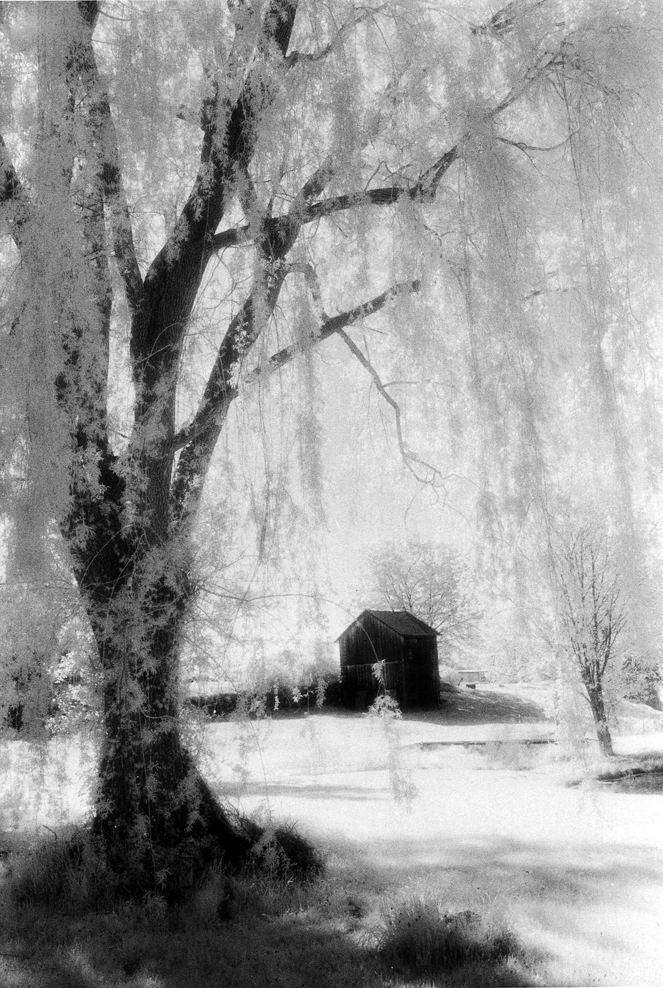 Weeping Willow And Barn By Elizabeth Holmes Black White