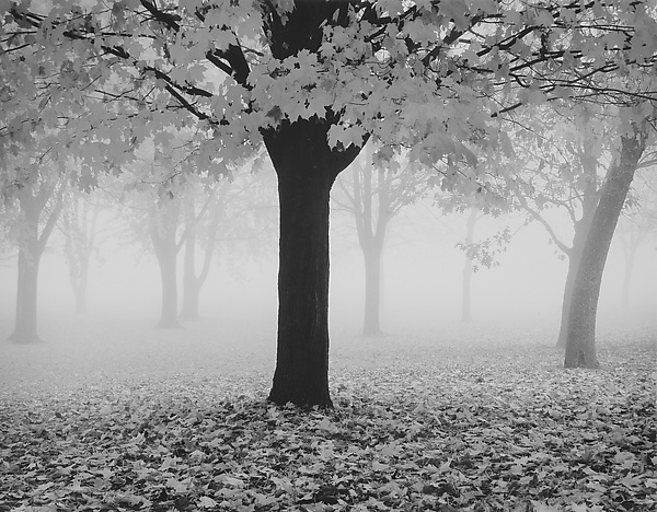 Maple Tree And Fog By William Lemke Black White Photograph Artful Home